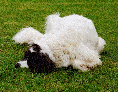 [Pola lying on the Grass]