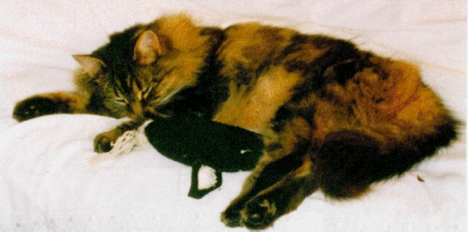 [Tilley on my bed with her mouse]